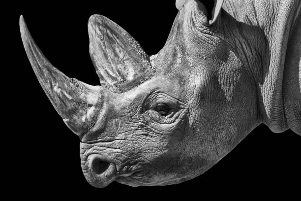 istock Portrait of a White rhinoceros 929143106