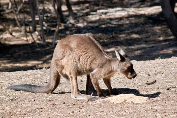 A side view of a Kangaroo-Island kangaroo eating