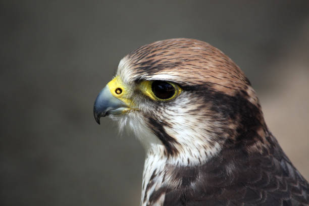 head of a saker falcon Closeup view of the head of a saker falcon. saker stock pictures, royalty-free photos & images