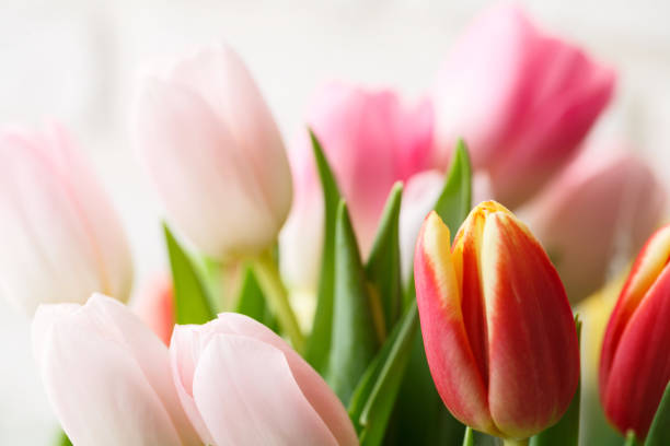 istock a bouquet of tulips 929150718