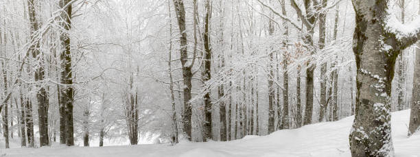 istock Beech forest covered by snow, undergrowth illuminated by day. background 929151062