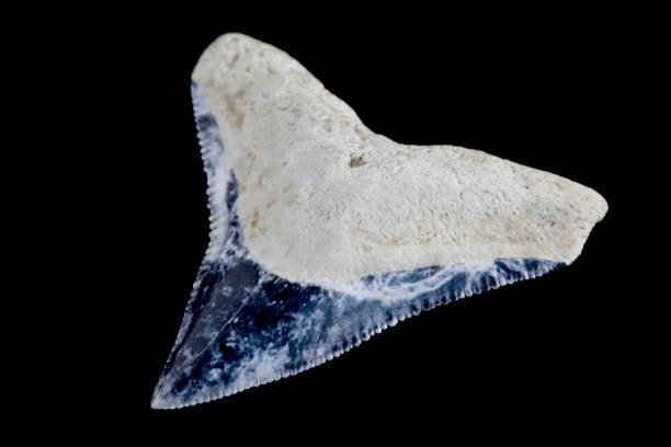 istock Bone Valley Bull Shark Tooth Fossil (Carcharhinus leucas) 929151684