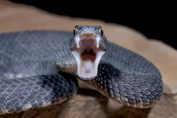 Male Venomous Black Bush Viper Snake (Atheris squamigera)displaying fangs and aggression