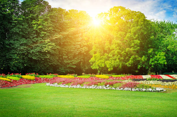 istock Summer park with beautiful flowerbeds and sunrise. 929155332