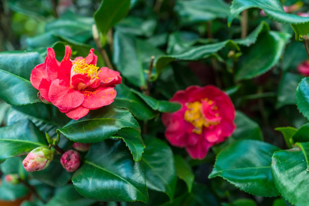 istock Red rose. Garden plant 929155722