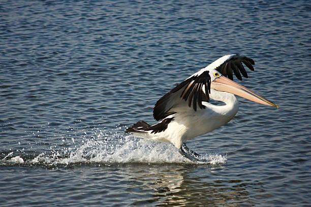 istock Pelican skimming across water 92916092