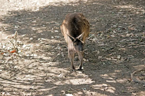 the kangaroo-Island is walking in the shade