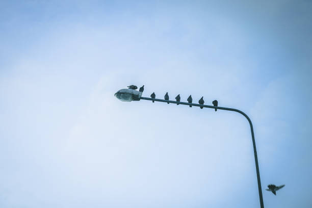 istock doves sitting on a lamppost on a blue sky background 929161734
