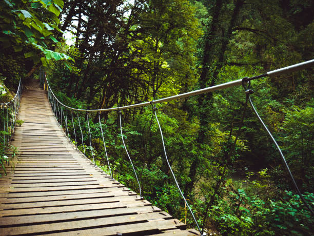 rope bridge in the yellow spring tropical forest