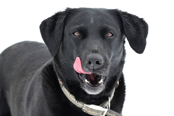 istock Black Labrador retriever in the snow 929168396