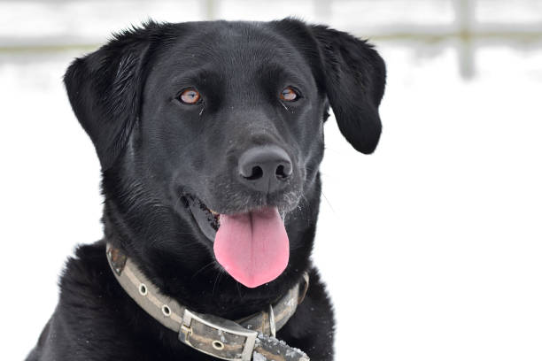 istock Black Labrador in the snow 929168406