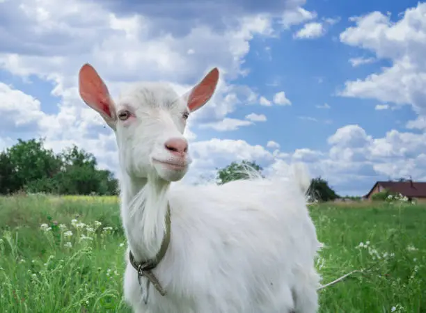 Photo of Close-up white goat grassing on green meadow field at village