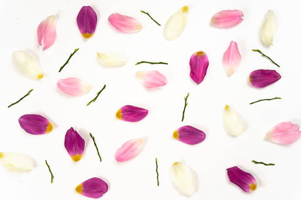 istock Top view of tulip petals on white background 929173222