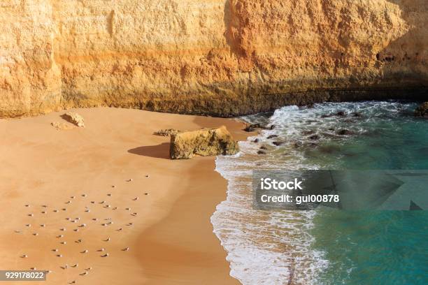 Algarve Stock Photo - Download Image Now - Algarve, Beauty In Nature, Bird