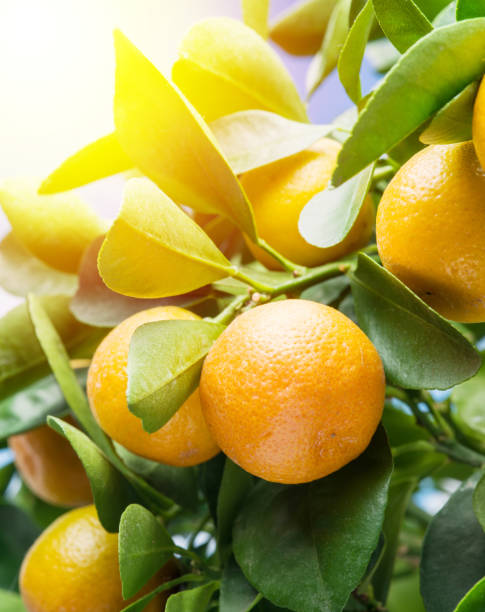istock Ripe tangerine fruits on the tree. 929184082