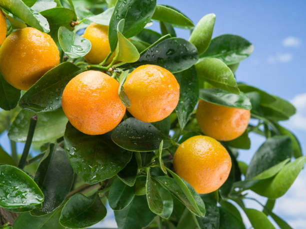 istock Ripe tangerine fruits on the tree. 929184284