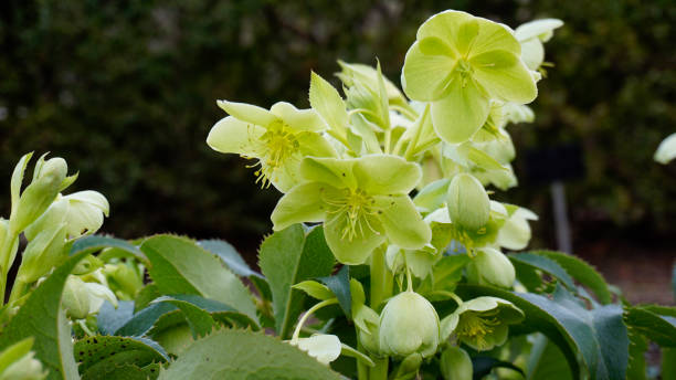 istock Helleborus Lividus closeup 6. 929189984