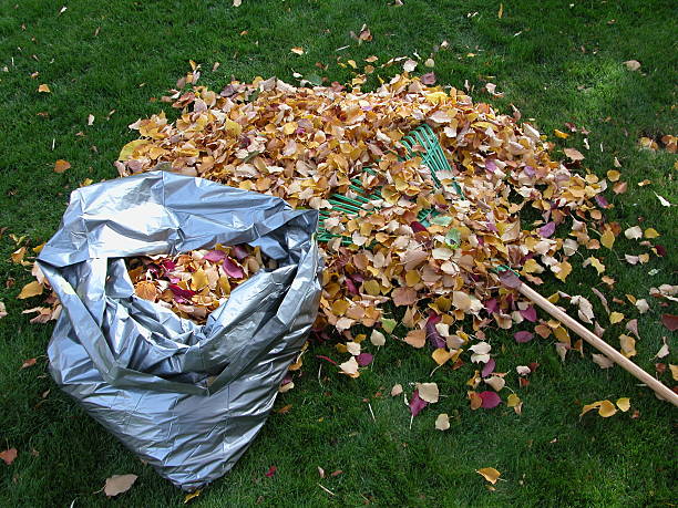 Raking and bagging leaves in autumn stock photo
