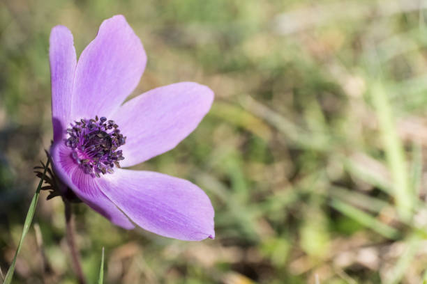 istock Purple Anemone Plant 929196826