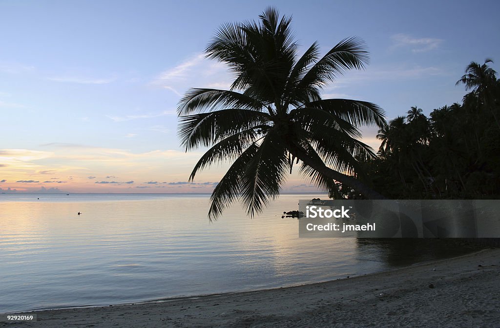 Coucher de soleil sur la plage de pureté - Photo de Arbre libre de droits