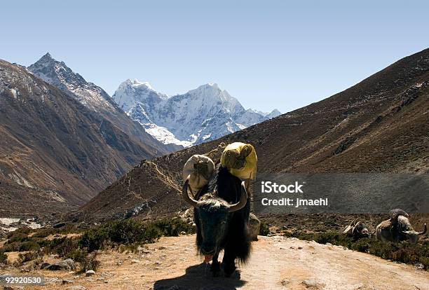 Гималайская Якнепал — стоковые фотографии и другие картинки Азия - Азия, Бык - животное, Гималаи