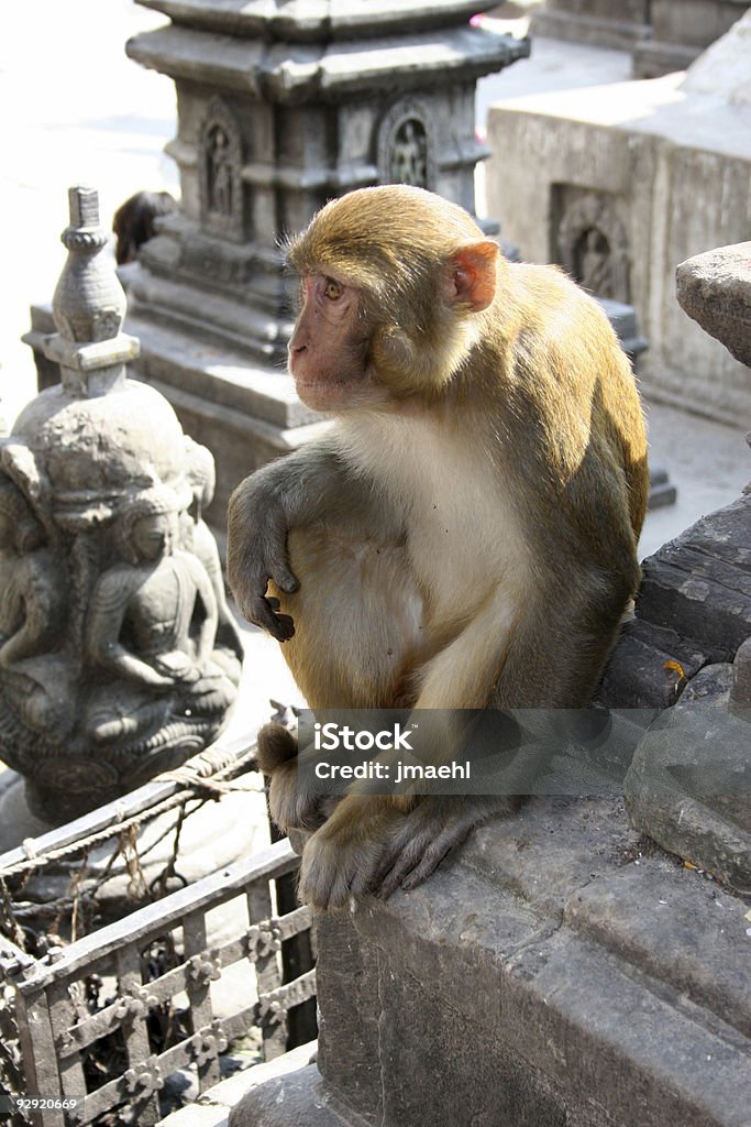 Hindou singes rhésus-Népal - Photo de Animaux en captivité libre de droits