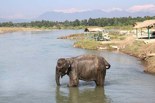 Chitwan Elephant - Nepal  chitwan national park photos stock pictures, royalty-free photos & images