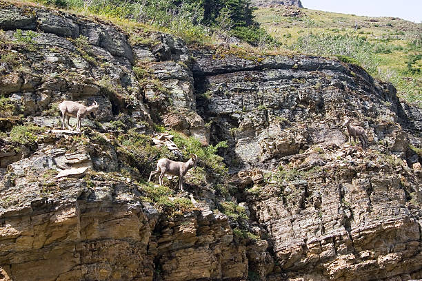 parco nazionale del ghiacciaio - montana bighorn sheep steep horned foto e immagini stock