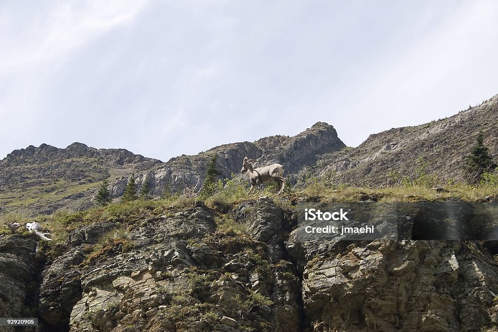 Glacier National Park, Montana - Foto stock royalty-free di Ambientazione esterna