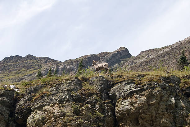 glacier national park, montana - montana bighorn sheep steep horned foto e immagini stock