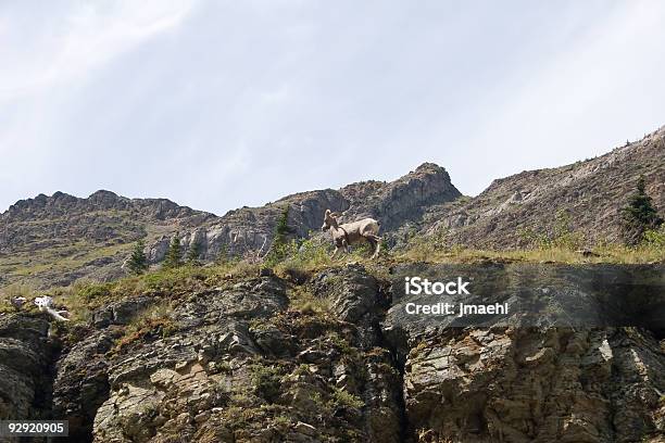 Glacier National Park Montana - Fotografie stock e altre immagini di Ambientazione esterna - Ambientazione esterna, Animale, Animale maschio