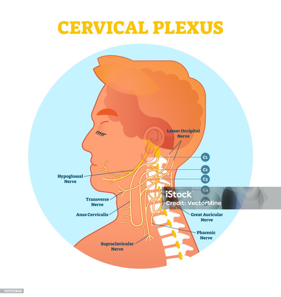 Plexus Cervical Plexus Diagram