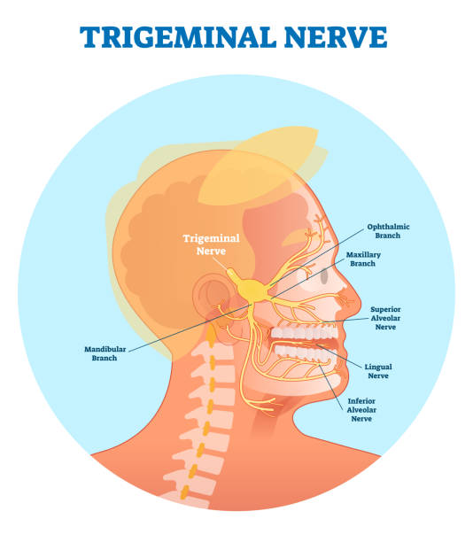 人間の頭の断面を持つ三叉神経解剖学的ベクトル説明図。 - ニューロンスキーマ点のイラスト素材／クリップアート素材／マンガ素材／アイコン素材