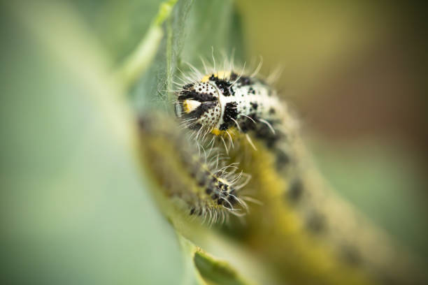 istock black yellow caterpillar crawling on broccoli leaf 929223048