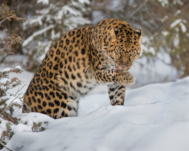 istock Amur Leopard at Triple D Game Farm 929223182