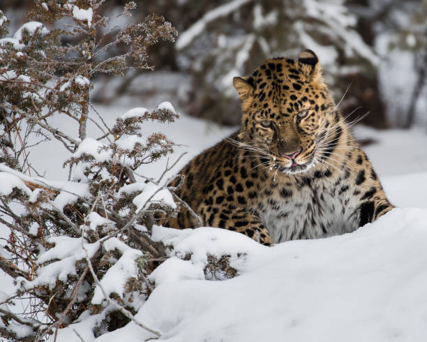istock Amur Leopard at Triple D Game Farm 929223216
