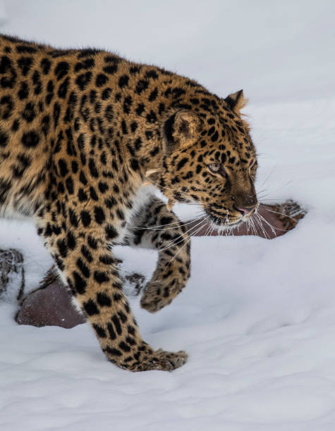 istock Amur Leopard at Triple D Game Farm 929223366
