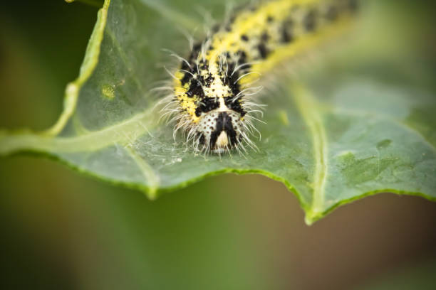 istock black yellow caterpillar crawling on broccoli leaf 929225994