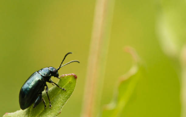 istock black shiny insect climbing on plant stem flower 929230468