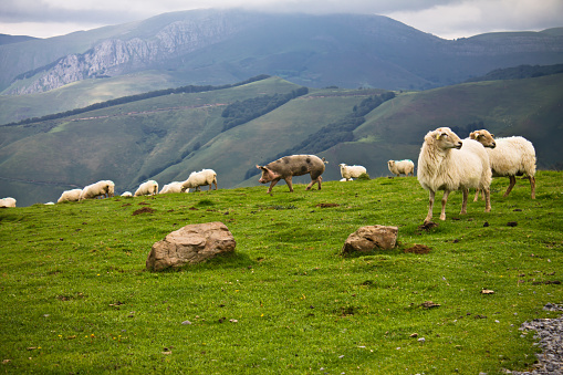 portrait of farm animals in mountain landscape of irati, basque country, france