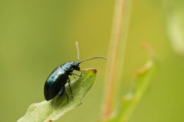 istock black shiny insect climbing on plant stem flower 929233750