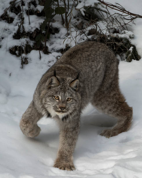 istock Canada Lynx posing for the photgrapher in the snow 929234442