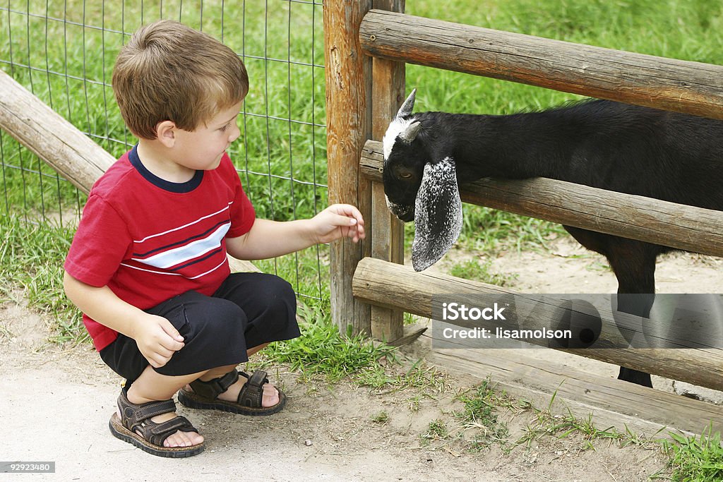 Junge Petting Ziege - Lizenzfrei Agrarbetrieb Stock-Foto