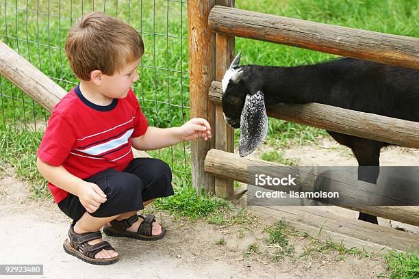 Junge Petting Ziege Stockfoto und mehr Bilder von Agrarbetrieb - Agrarbetrieb, Ein Junge allein, Eine Person