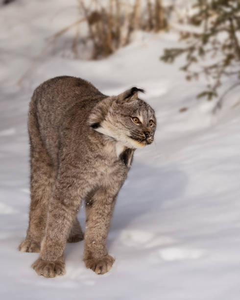 istock Canda Lynx shaking the snow out of hs ears 929234890