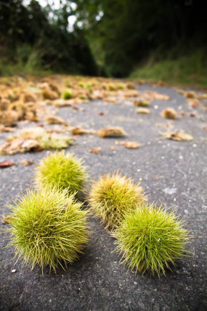 istock horse chestnut seed close up lying on the floor 929239630