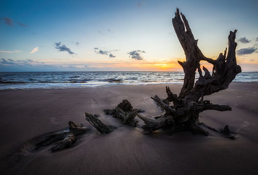 Photo taken at Big Talbot Island at sunrise of a piece of driftwood