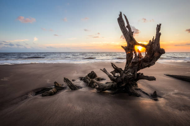 driftwood lever du soleil - driftwood wood water sunrise photos et images de collection