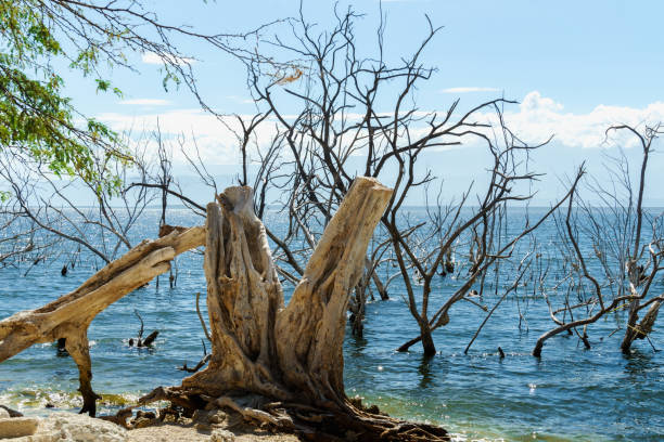 salt lake, the trunks of the trees without leaves in the water, Lake Enriquillo stock photo