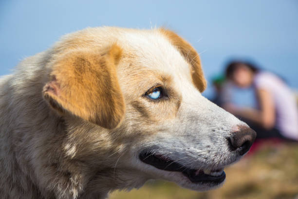 istock Beautiful yellow dog with white eye. 929248786